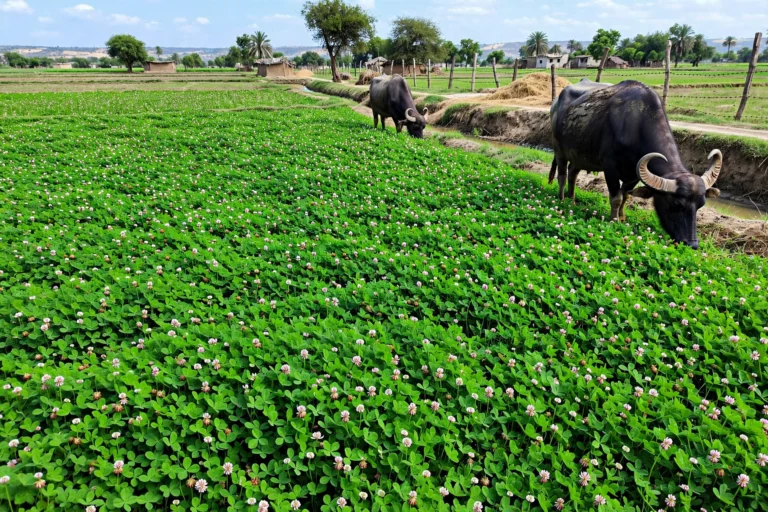 Best Fodder Crops for Dairy Animals: A Seasonal Planting Guide